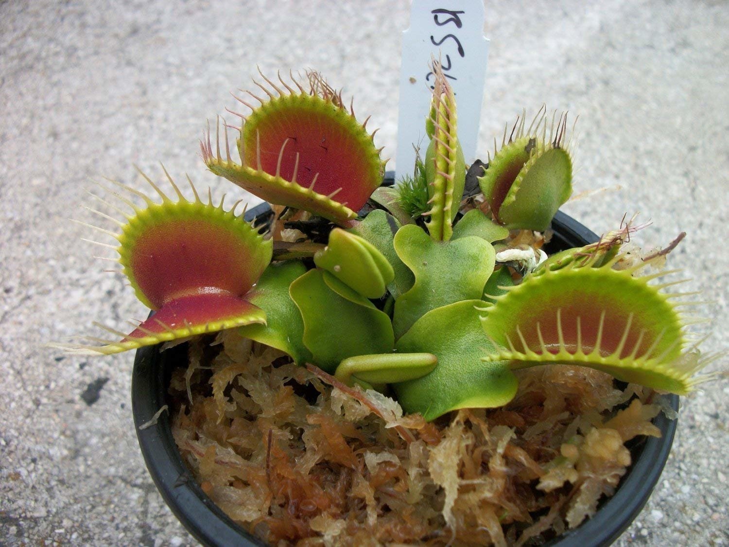 Venus Flytrap