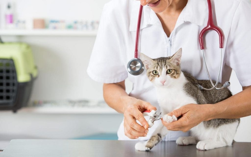 Visit to the Vet