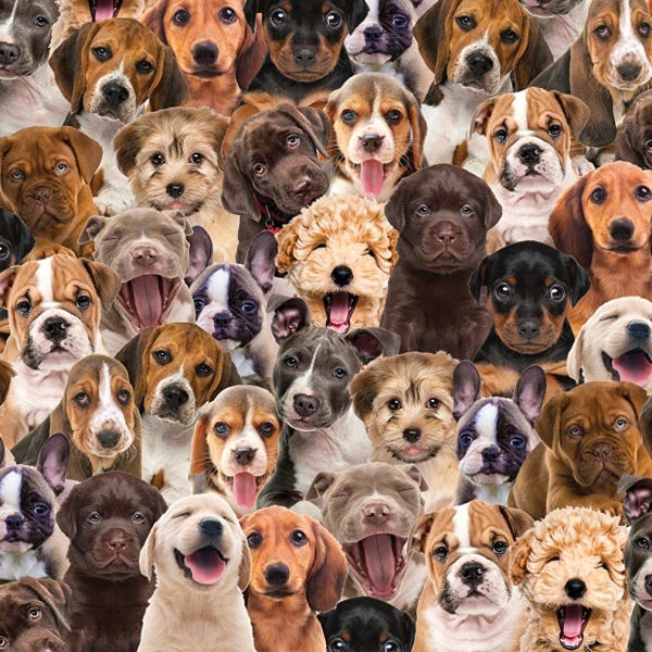 Puppy Gift Wrap